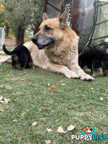 German shepherd puppies