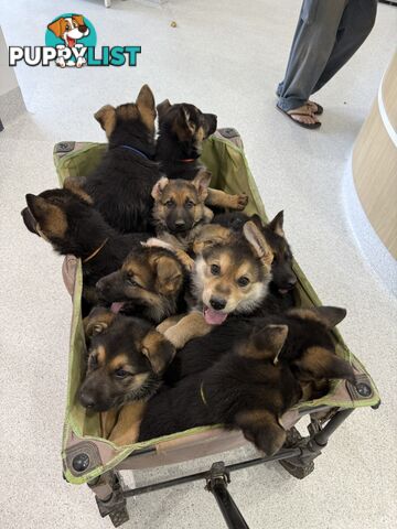 German shepherd puppies