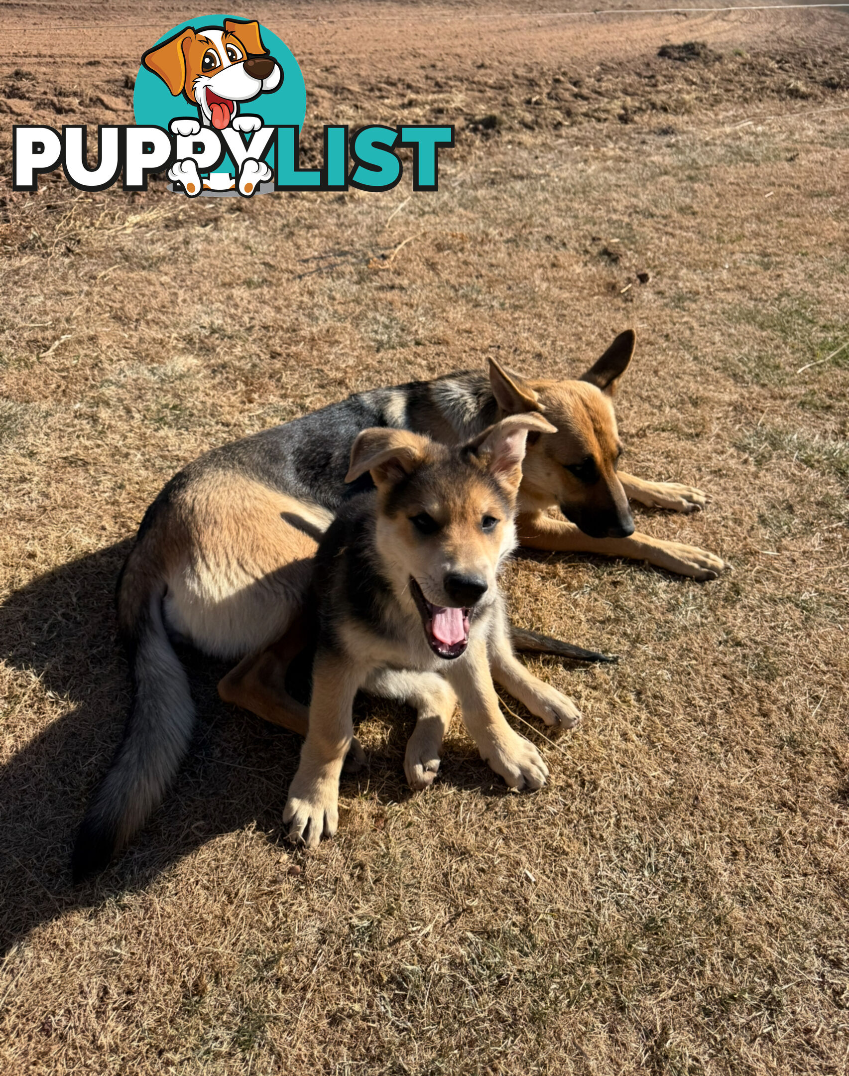 Male German shepherd pup purebred