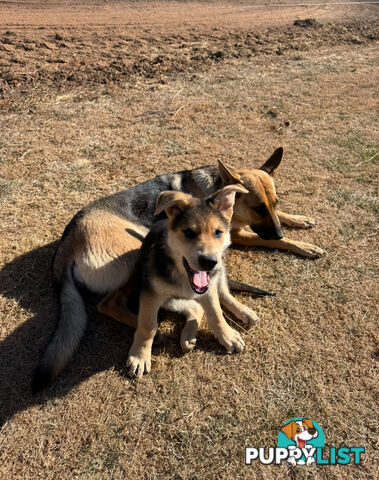 Male German shepherd pup purebred