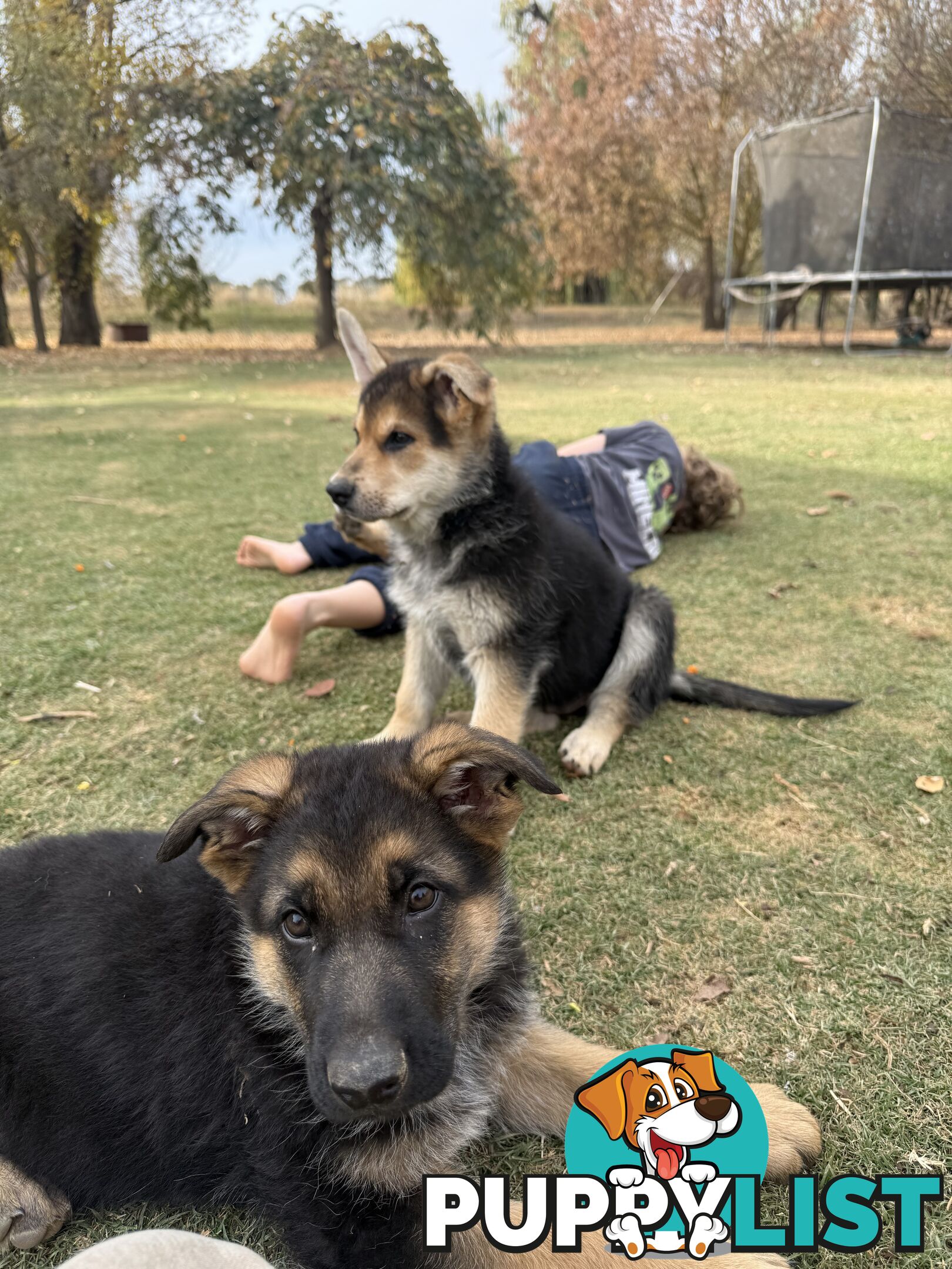Male German shepherd pup purebred