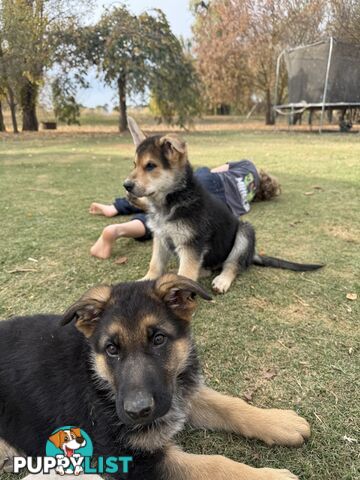 Male German shepherd pup purebred