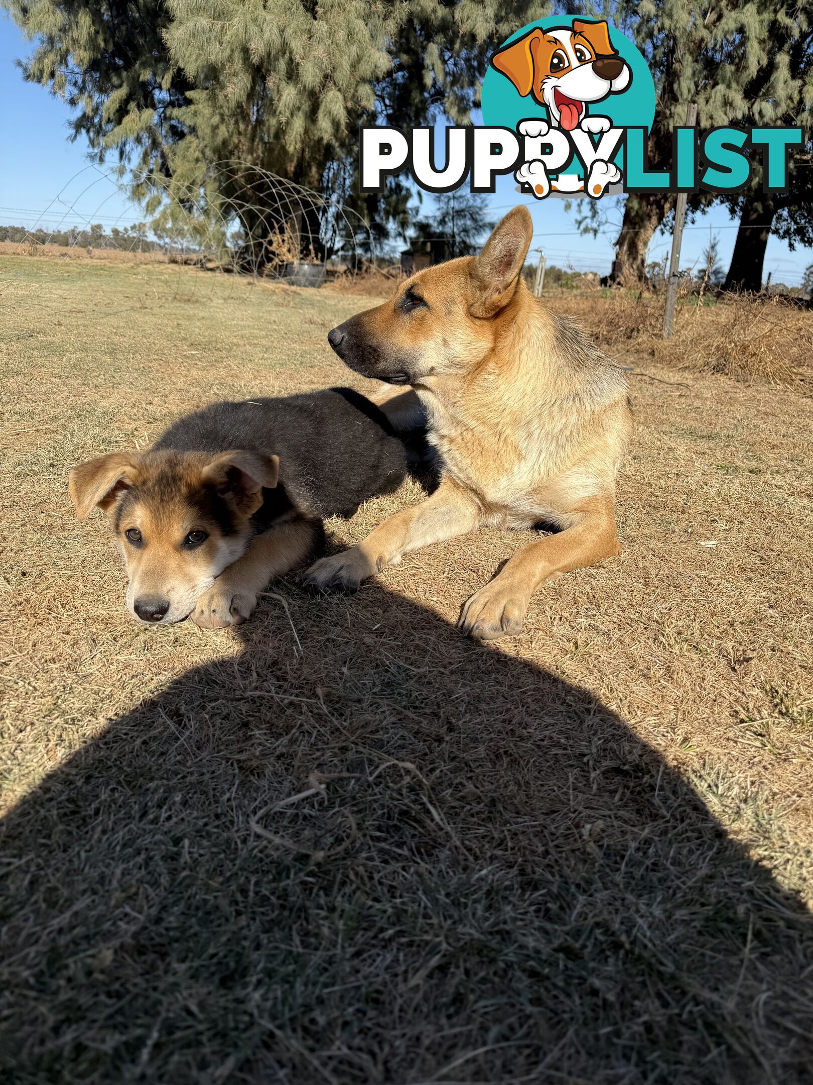 Male German shepherd pup purebred