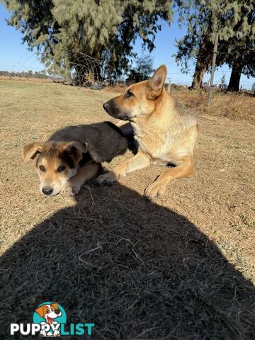 Male German shepherd pup purebred