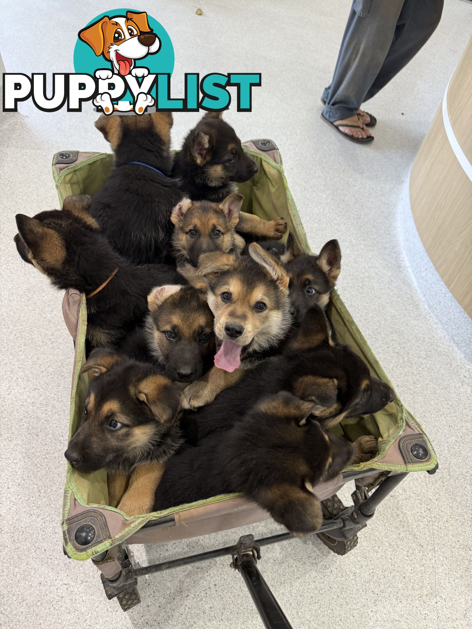 Male German shepherd pup purebred