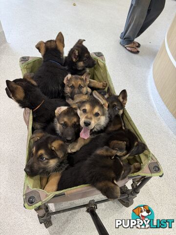 Male German shepherd pup purebred