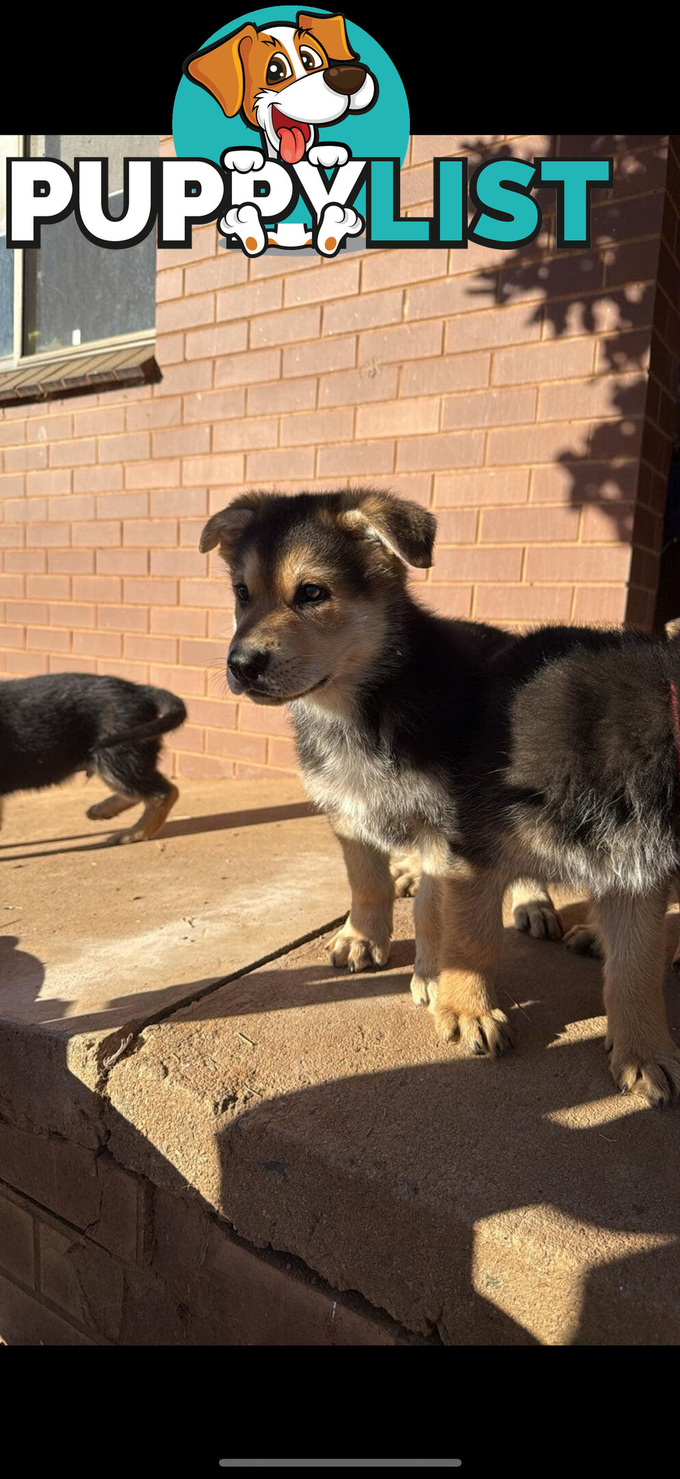 Male German shepherd pup purebred