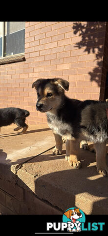 Male German shepherd pup purebred