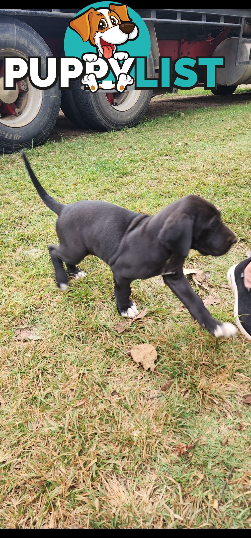 PUREBRED GREAT DANE PUPS - READY NOW