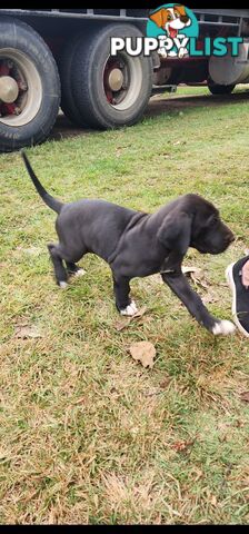 PUREBRED GREAT DANE PUPS - READY NOW