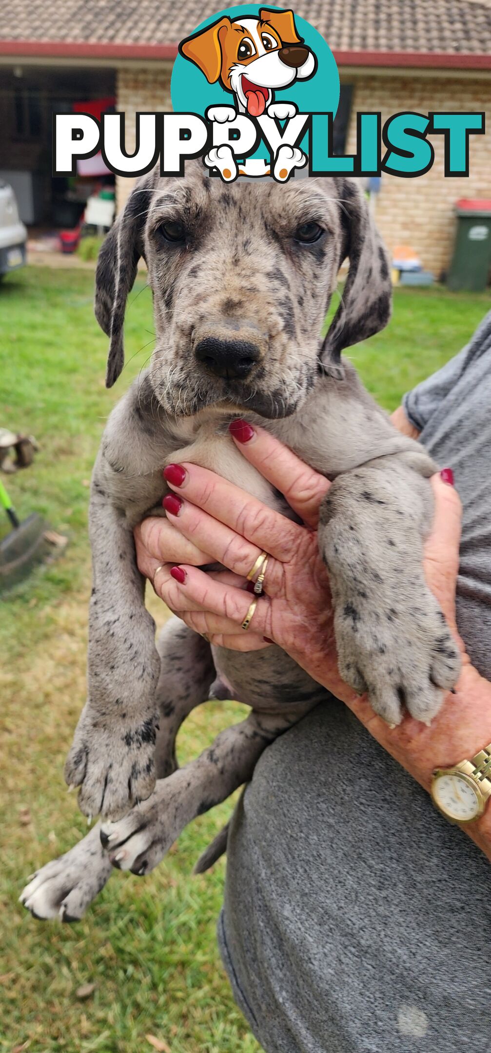PUREBRED GREAT DANE PUPS - READY NOW