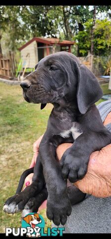 PUREBRED GREAT DANE PUPS - READY NOW