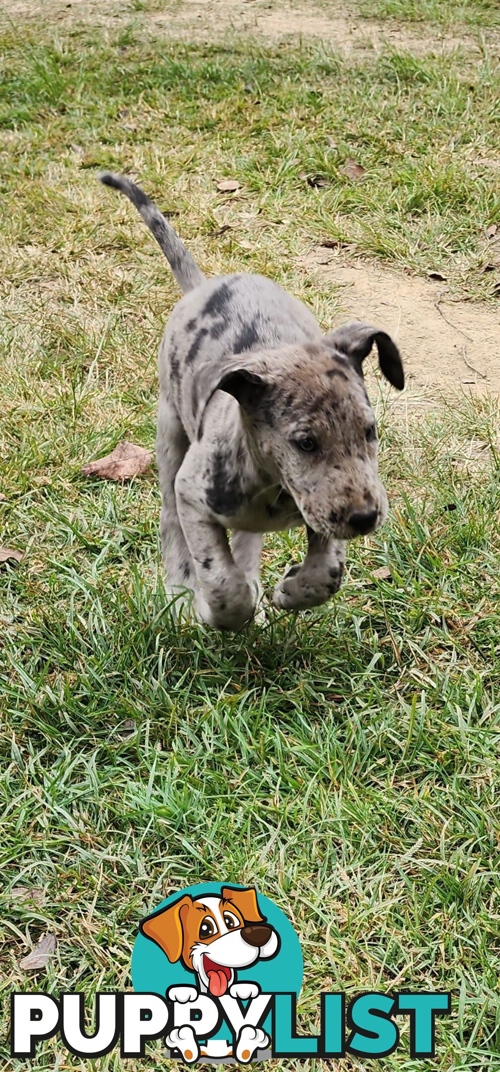 PUREBRED GREAT DANE PUPS - READY NOW
