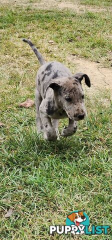 PUREBRED GREAT DANE PUPS - READY NOW