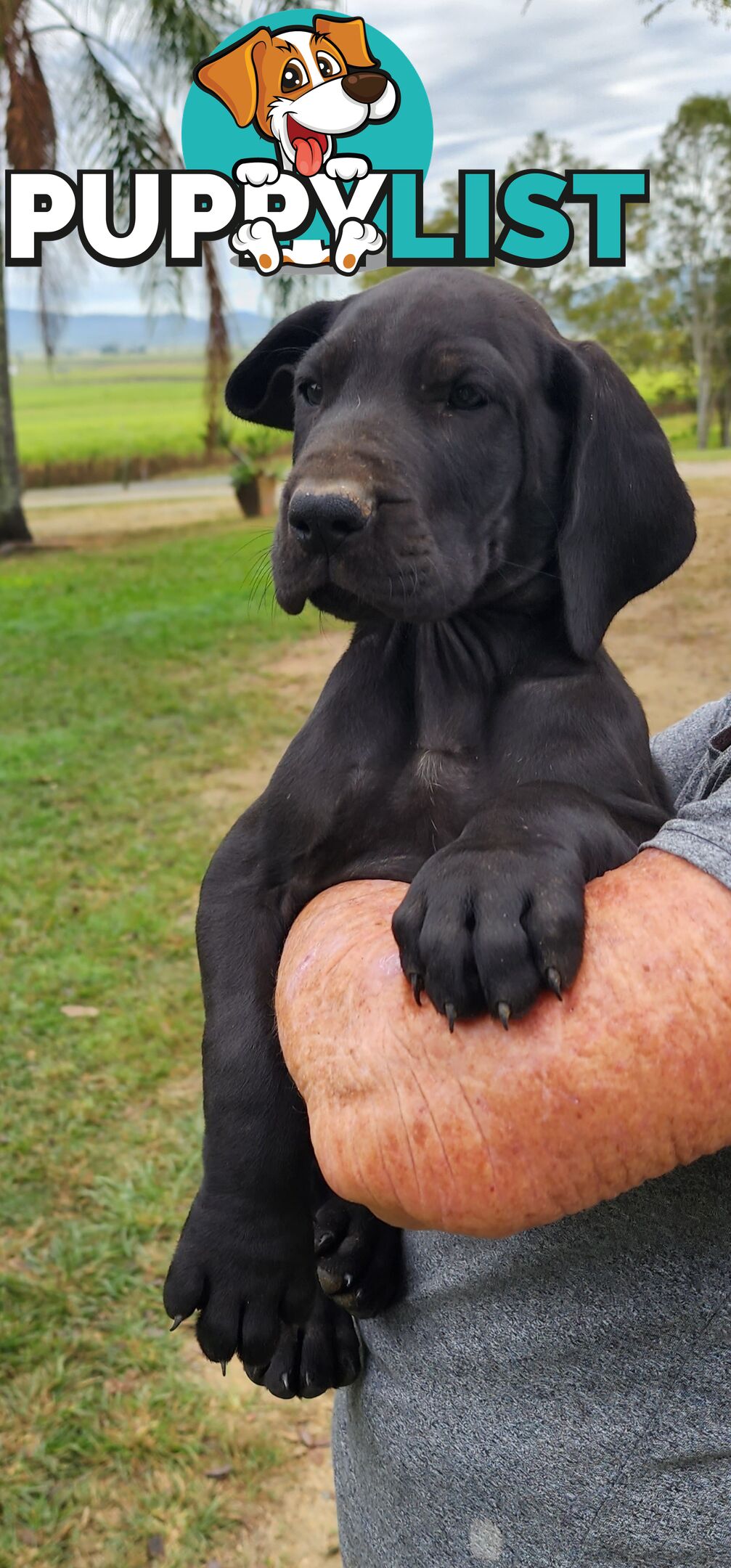 PUREBRED GREAT DANE PUPS - READY NOW