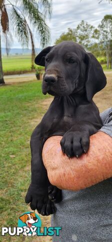 PUREBRED GREAT DANE PUPS - READY NOW