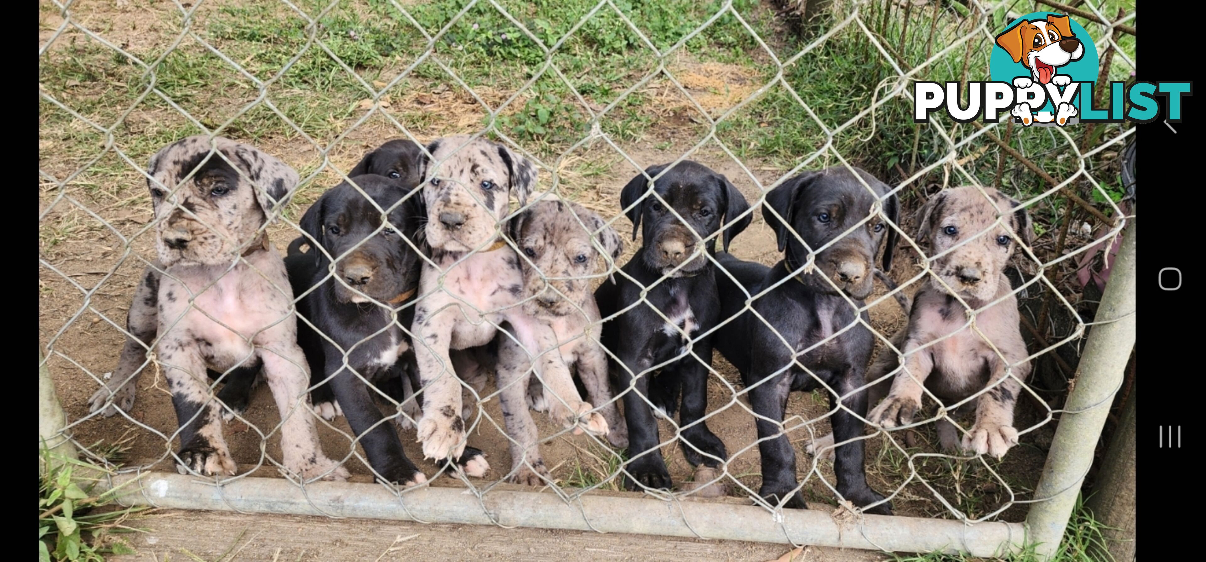 PUREBRED GREAT DANE PUPS - READY NOW