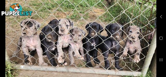 PUREBRED GREAT DANE PUPS - READY NOW