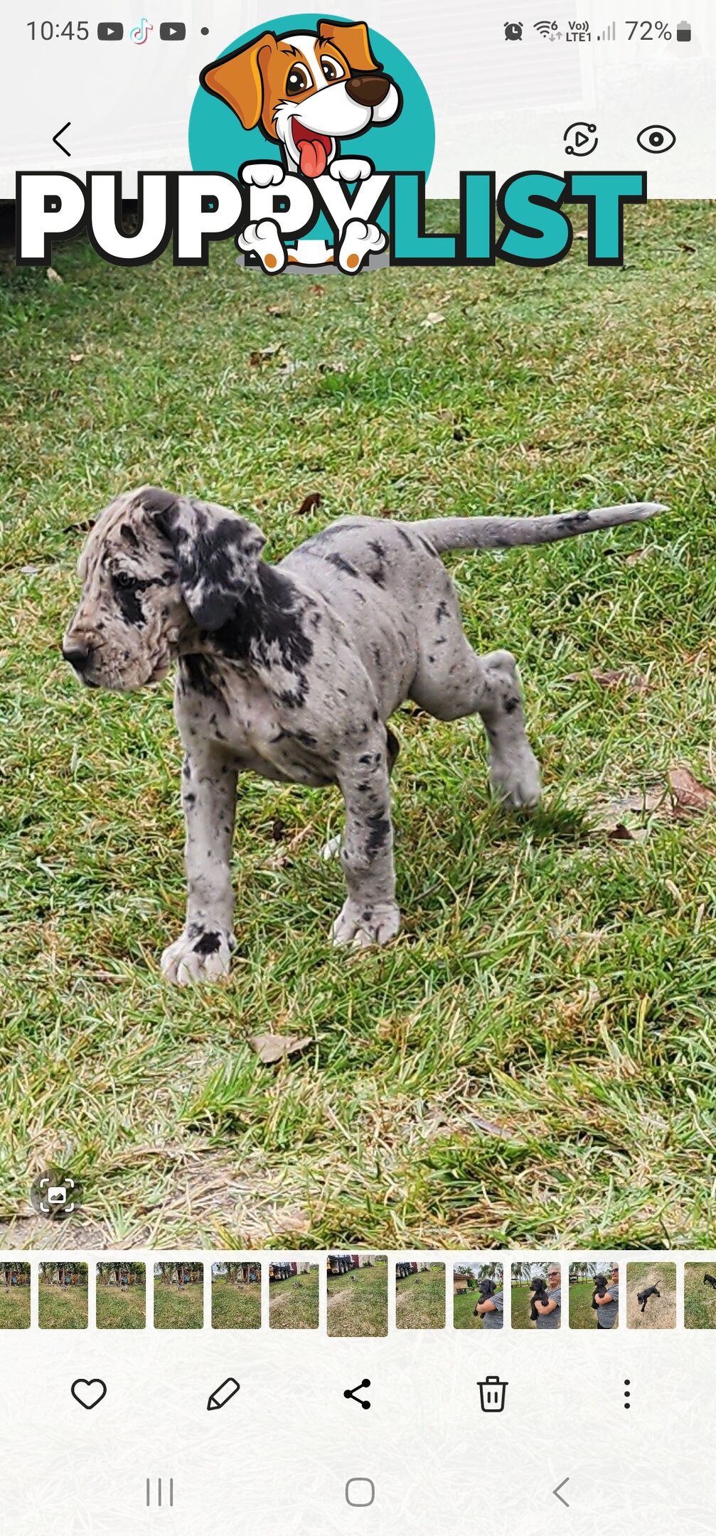 PUREBRED GREAT DANE PUPS - READY NOW