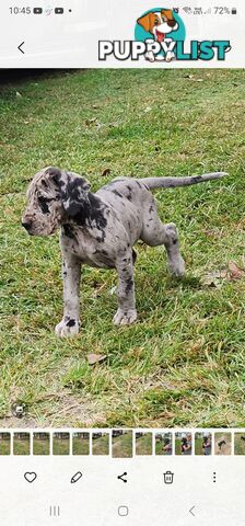 PUREBRED GREAT DANE PUPS - READY NOW