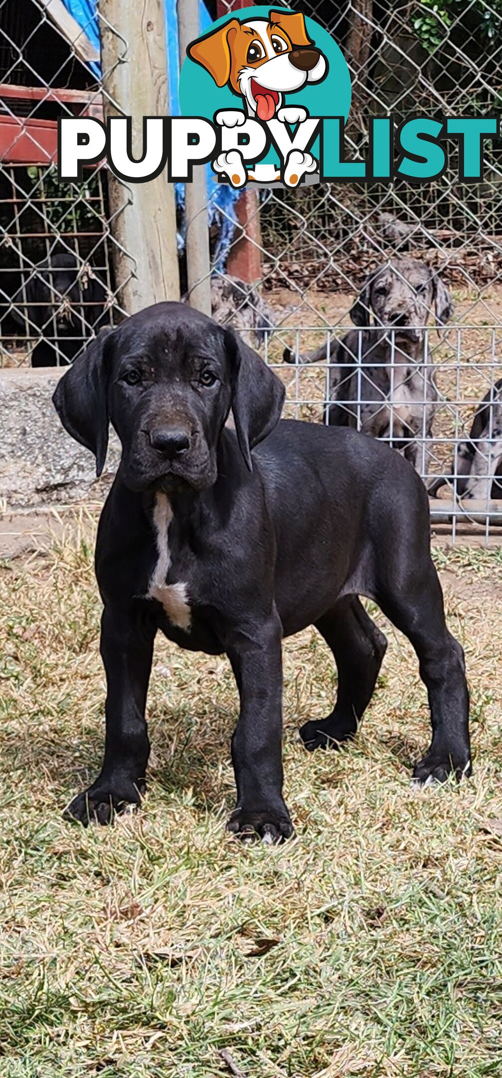 PUREBRED GREAT DANE PUPS - READY NOW