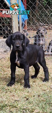 PUREBRED GREAT DANE PUPS - READY NOW