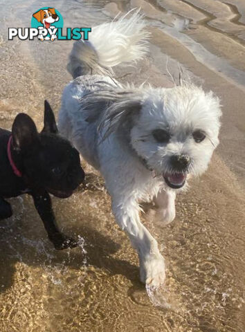 Shih Tzu X Maltese