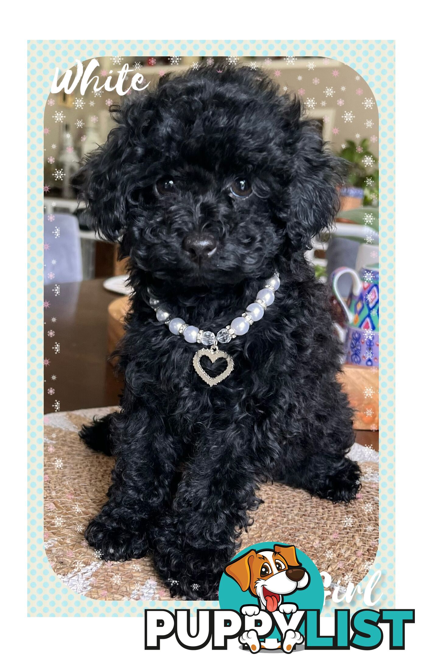 3 FURRY Toy Poodle X Toy Cavoodle