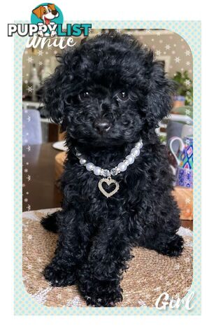 3 FURRY Toy Poodle X Toy Cavoodle