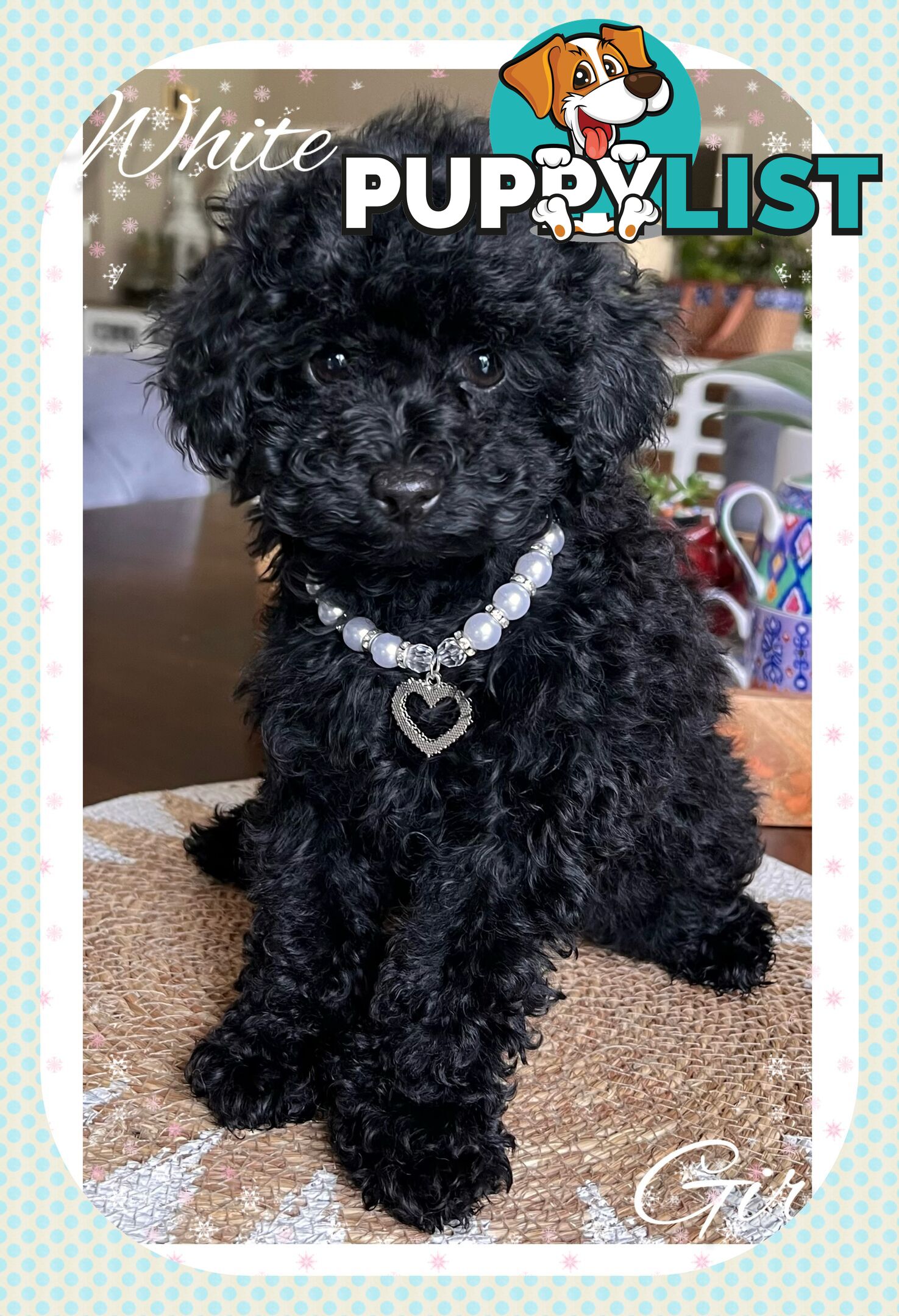 3 FURRY Toy Poodle X Toy Cavoodle