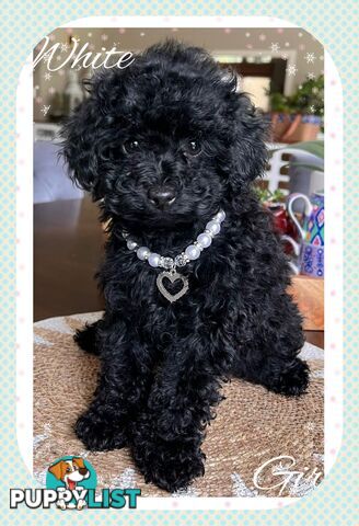 3 FURRY Toy Poodle X Toy Cavoodle