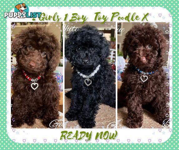 3 FURRY Toy Poodle X