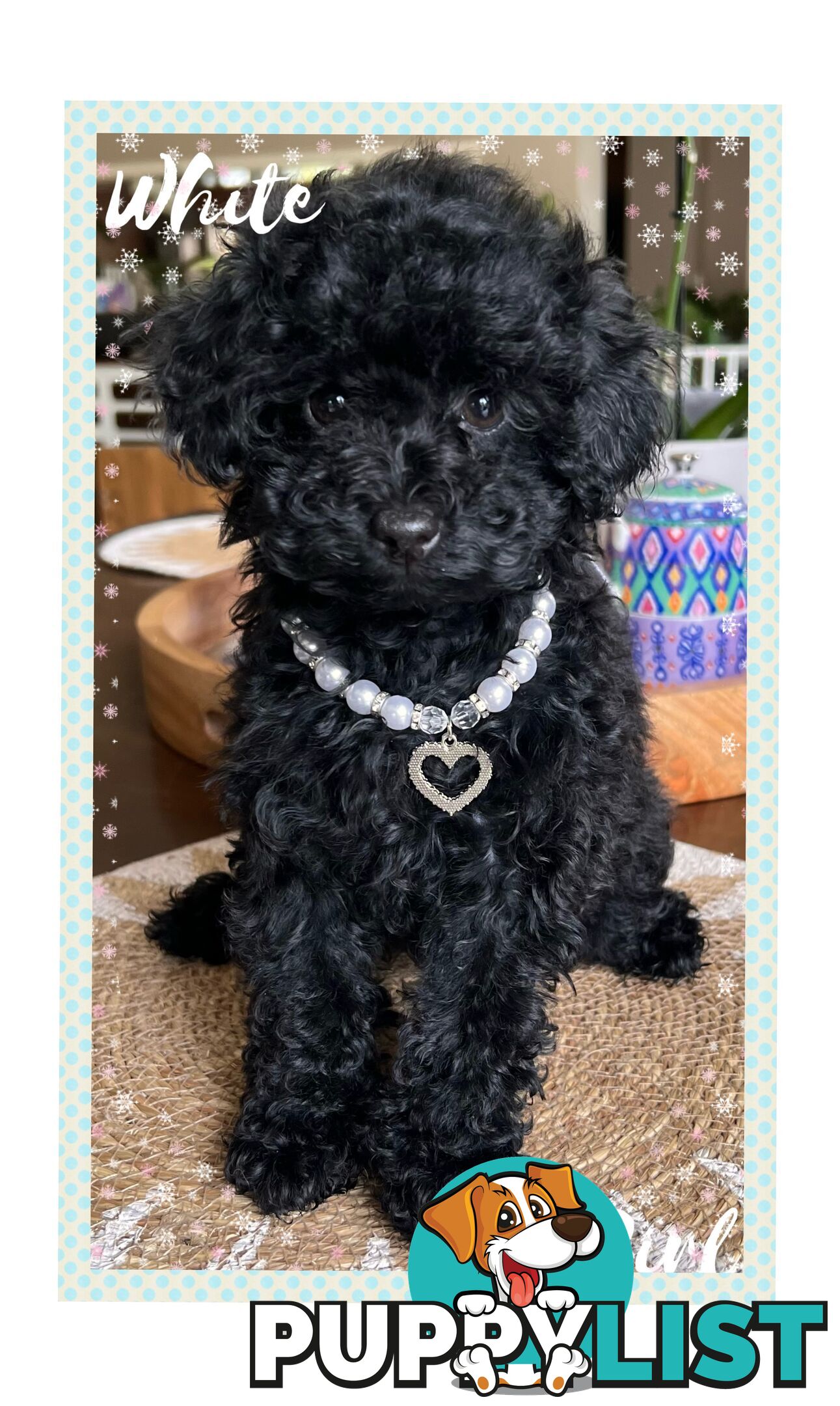 3 FURRY Toy Poodle X Toy Cavoodle