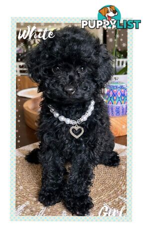 3 FURRY Toy Poodle X Toy Cavoodle