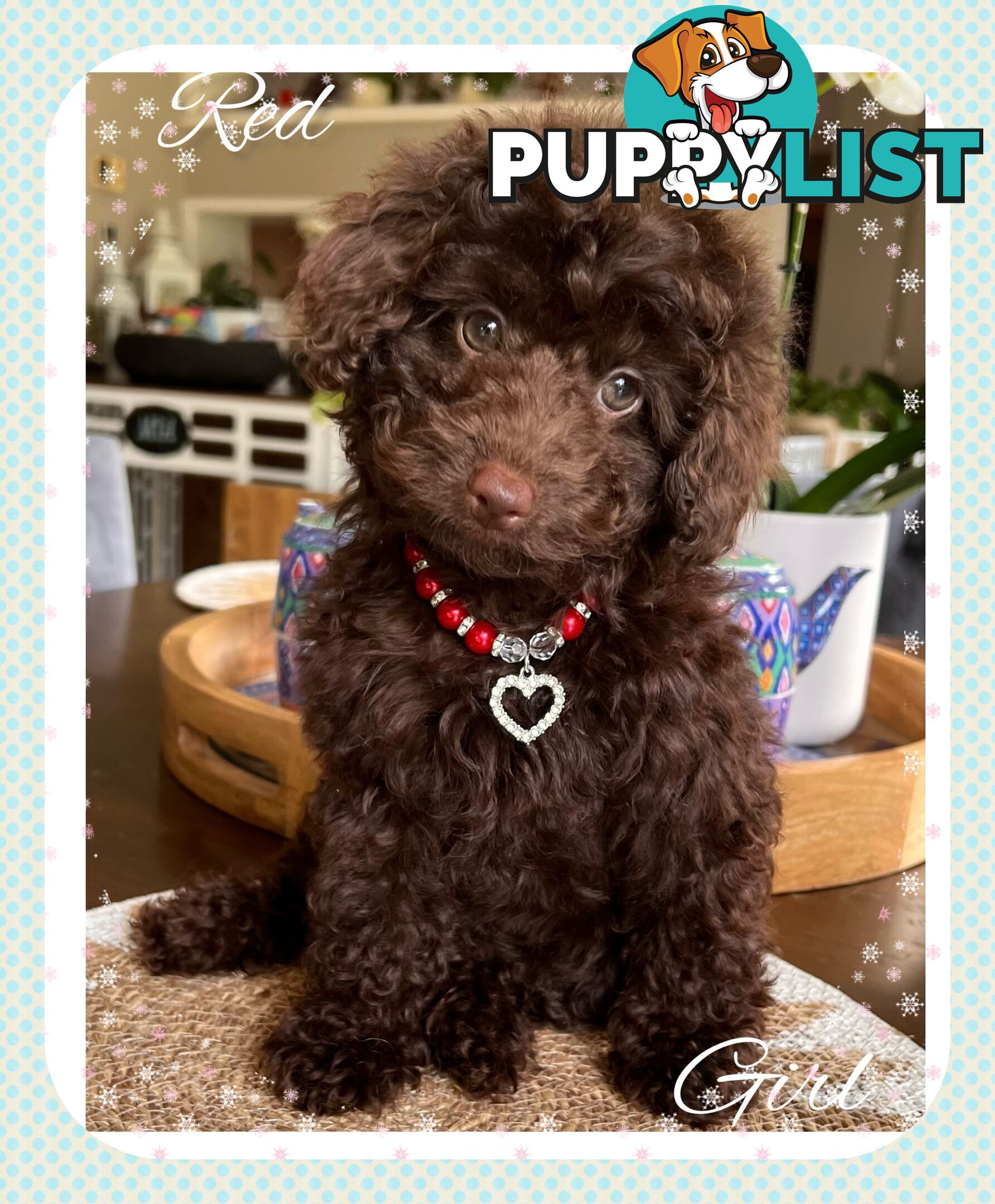 3 FURRY Toy Poodle X Toy Cavoodle