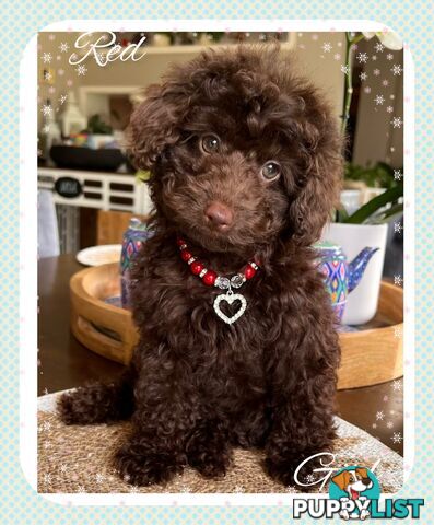 3 FURRY Toy Poodle X Toy Cavoodle