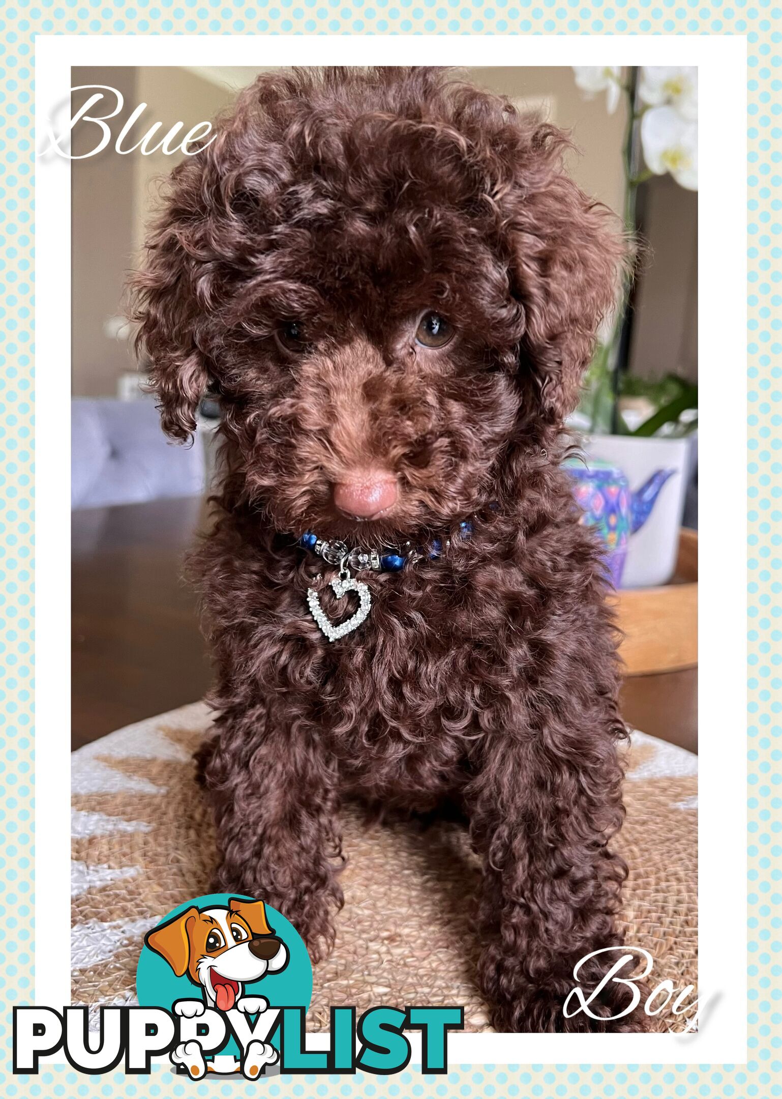 3 FURRY Toy Poodle X Toy Cavoodle