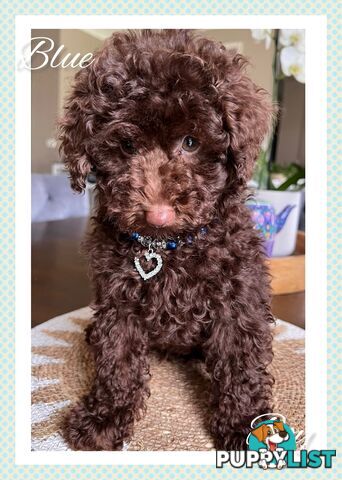 3 FURRY Toy Poodle X Toy Cavoodle