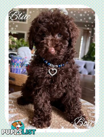 3 FURRY Toy Poodle X Toy Cavoodle