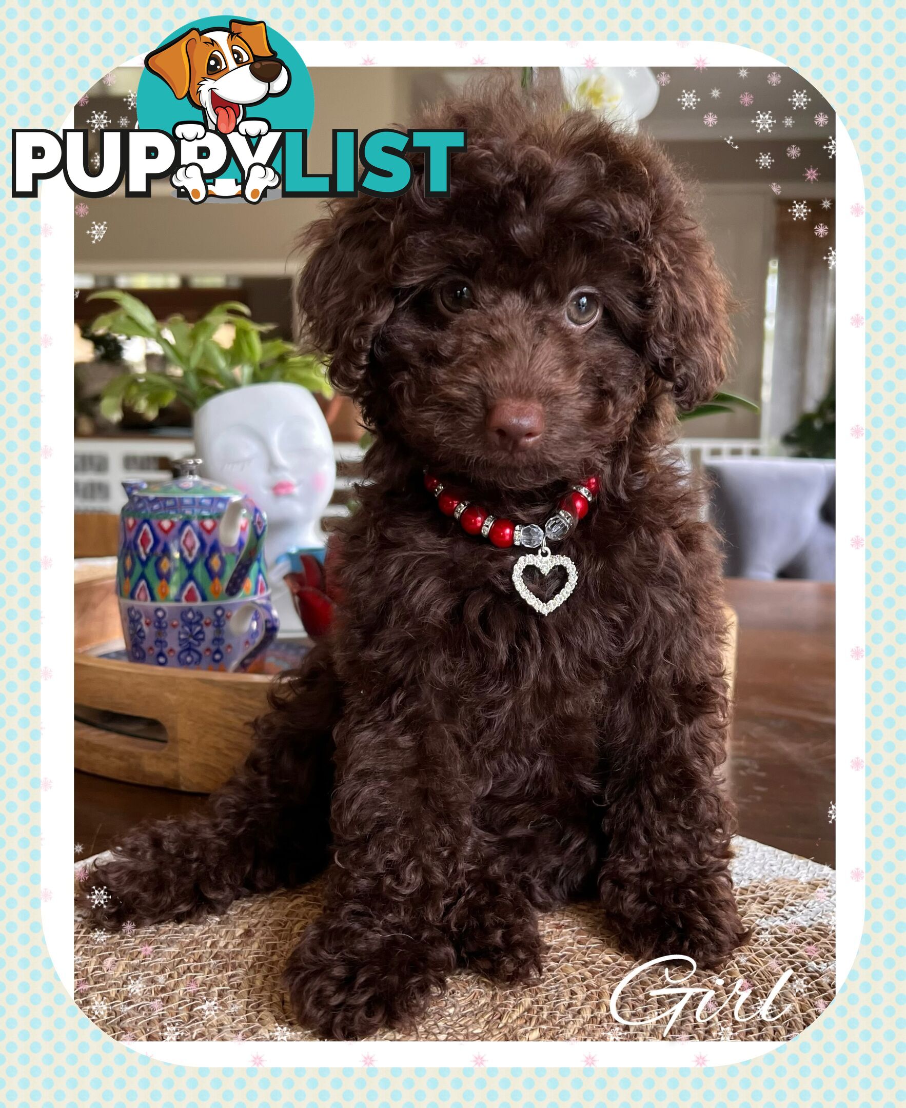 3 FURRY Toy Poodle X Toy Cavoodle