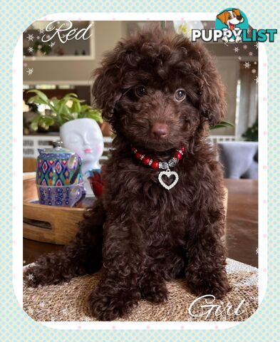 3 FURRY Toy Poodle X Toy Cavoodle