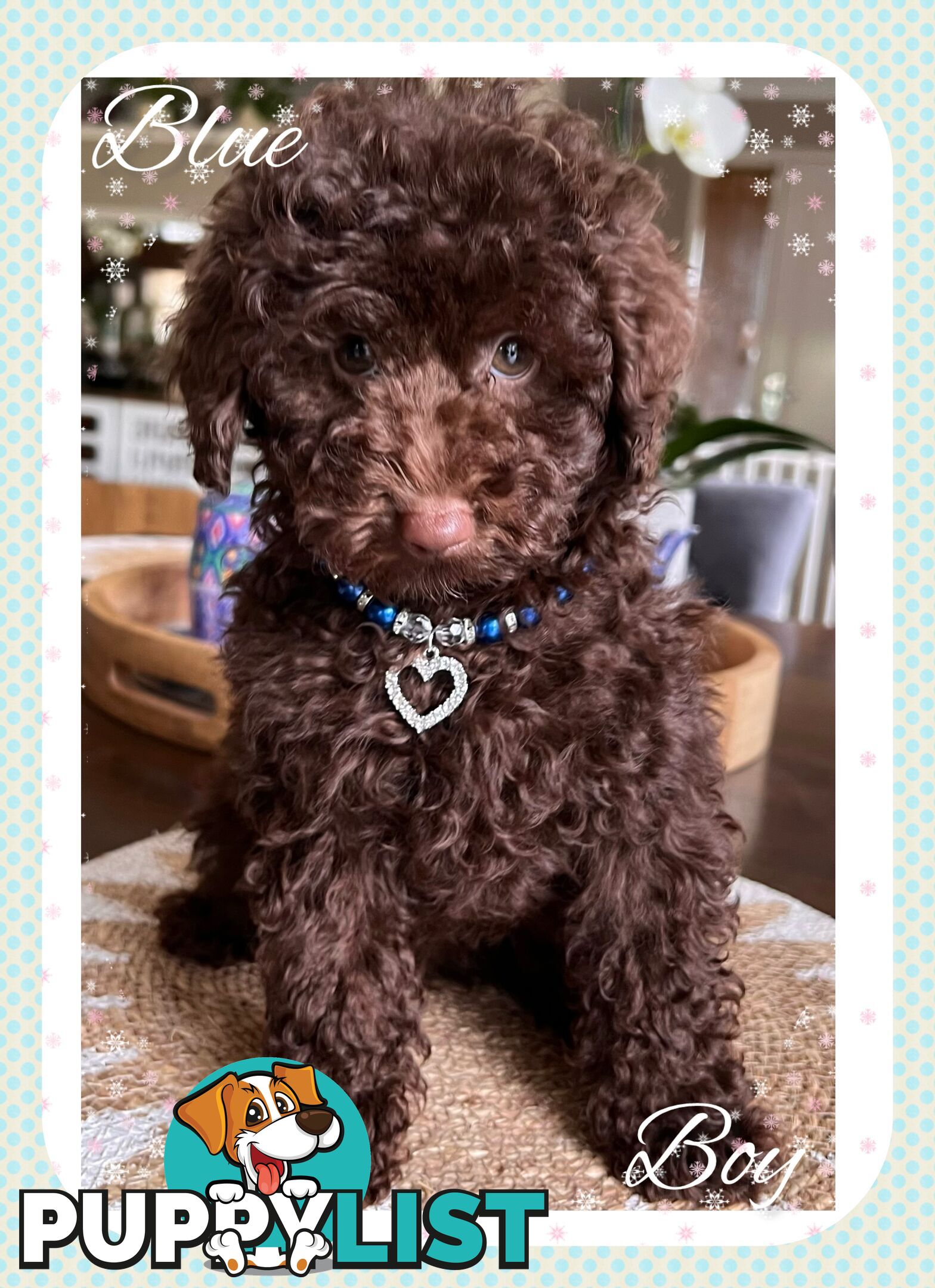 3 FURRY Toy Poodle X Toy Cavoodle