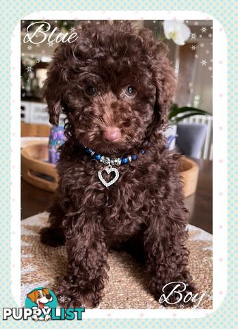 3 FURRY Toy Poodle X Toy Cavoodle