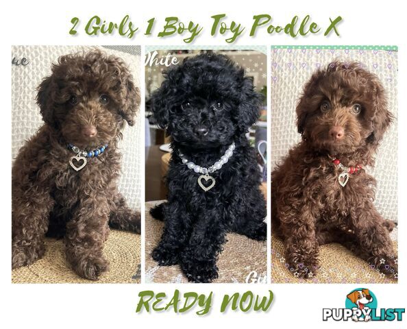 3 FURRY Toy Poodle X