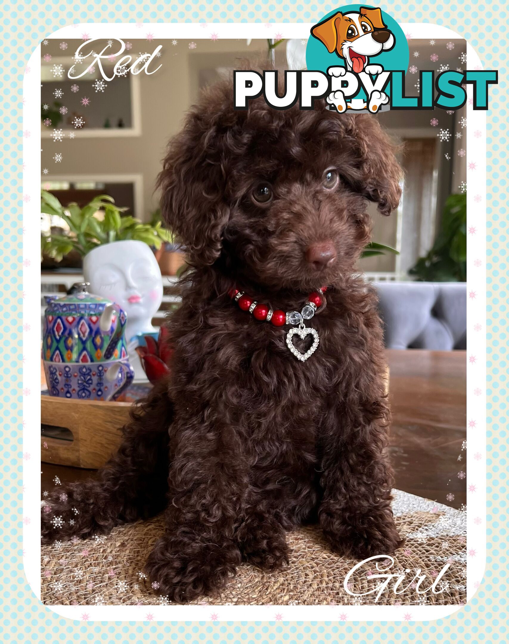 3 FURRY Toy Poodle X Toy Cavoodle