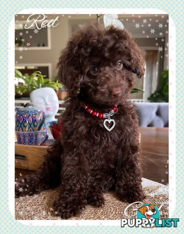 3 FURRY Toy Poodle X Toy Cavoodle