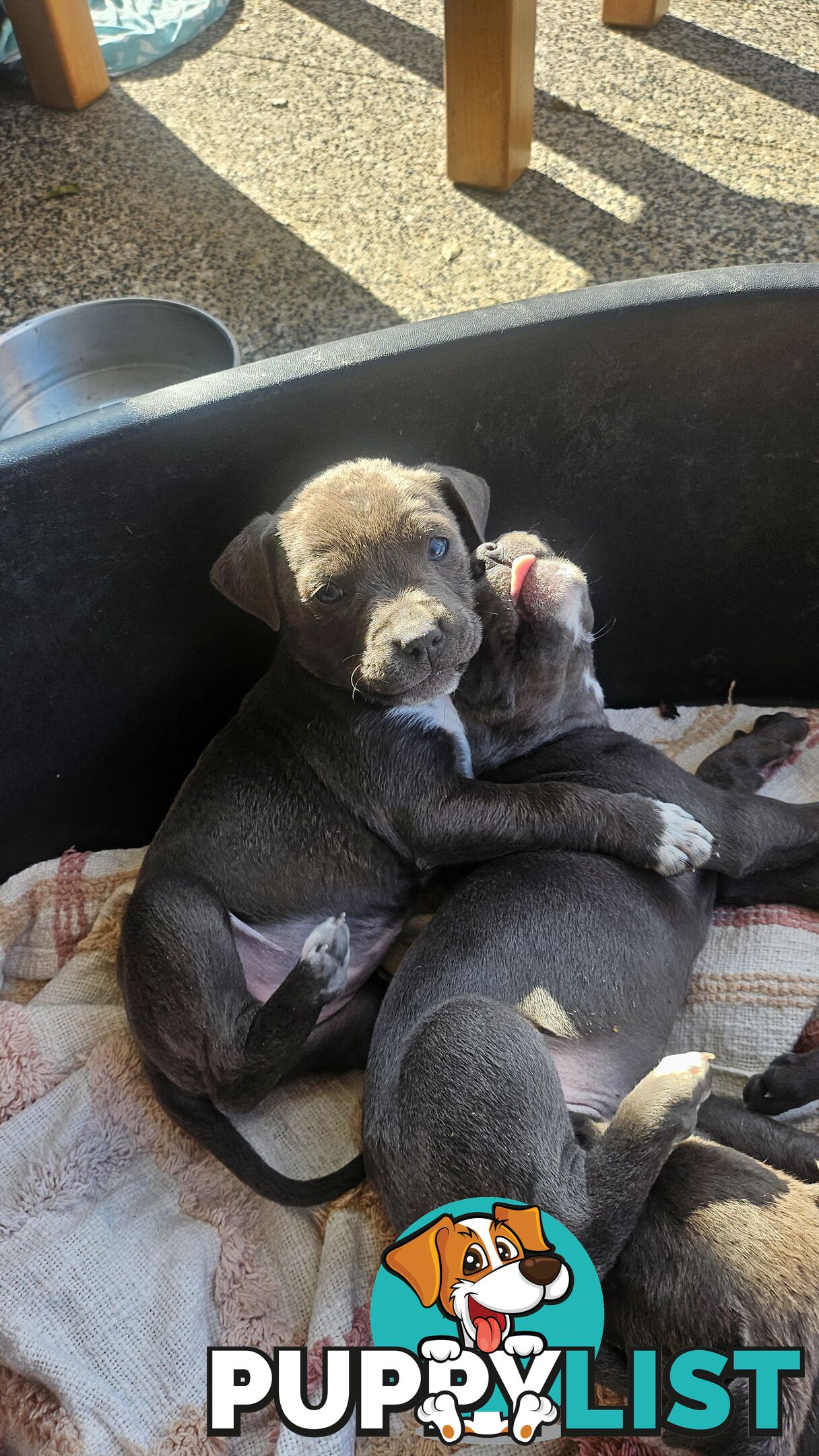 American staffies andonas bloodline