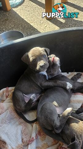 American staffies andonas bloodline