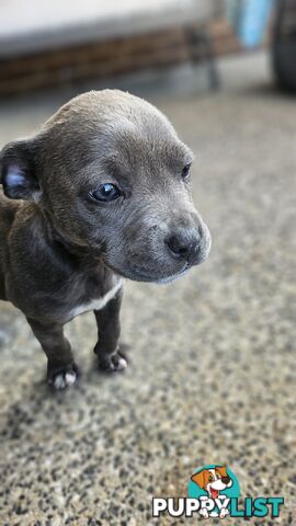 American staffies andonas bloodline