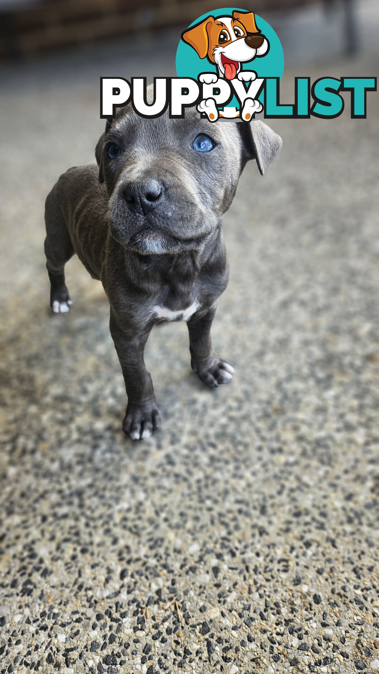 American staffies andonas bloodline